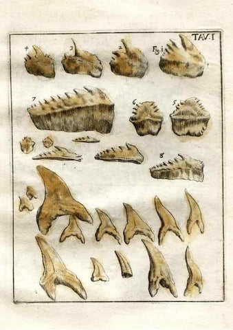 Reproducción/Reproduction 7216142288: De corporibus marinis lapidescentibus quæ defossa reperiuntur /. Romæ, :Ex typographia linguarum oridentalium Angeli Rotilii, et Philippi Bacchelli in ædibus maximorum.,1752.