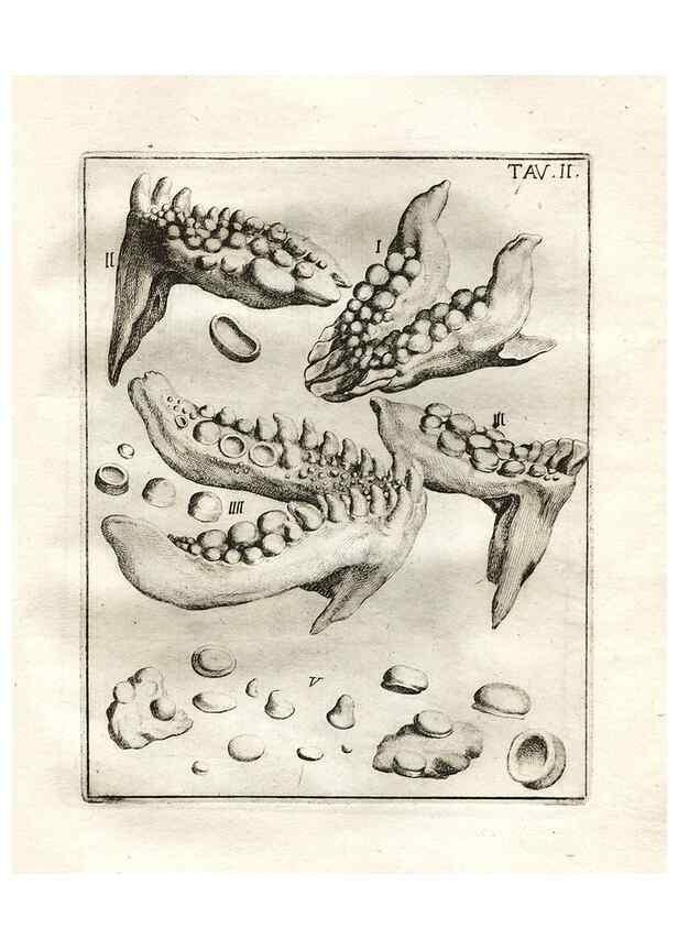 Reproducción/Reproduction 7216143992: De corporibus marinis lapidescentibus quæ defossa reperiuntur /. Romæ, :Ex typographia linguarum oridentalium Angeli Rotilii, et Philippi Bacchelli in ædibus maximorum.,1752.