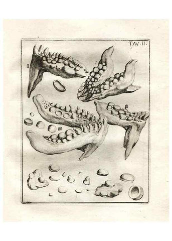 Reproducción/Reproduction 7216143992: De corporibus marinis lapidescentibus quæ defossa reperiuntur /. Romæ, :Ex typographia linguarum oridentalium Angeli Rotilii, et Philippi Bacchelli in ædibus maximorum.,1752.