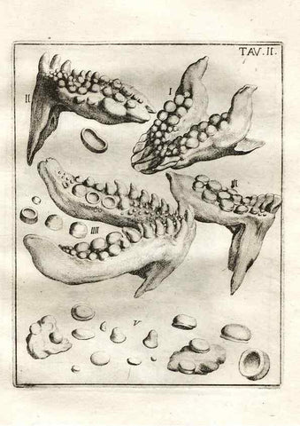 Reproducción/Reproduction 7216143992: De corporibus marinis lapidescentibus quæ defossa reperiuntur /. Romæ, :Ex typographia linguarum oridentalium Angeli Rotilii, et Philippi Bacchelli in ædibus maximorum.,1752.