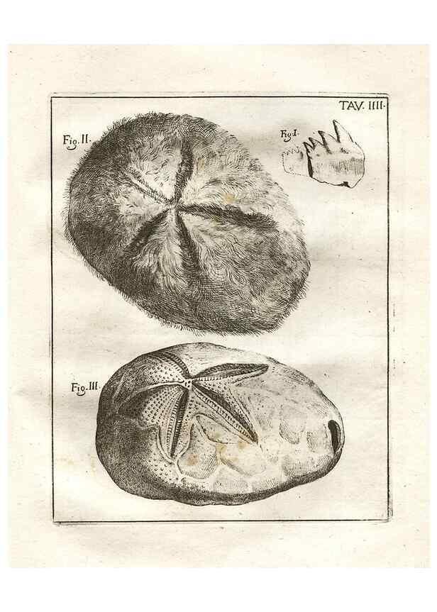 Reproducción/Reproduction 7216146528: De corporibus marinis lapidescentibus quæ defossa reperiuntur /. Romæ, :Ex typographia linguarum oridentalium Angeli Rotilii, et Philippi Bacchelli in ædibus maximorum.,1752.