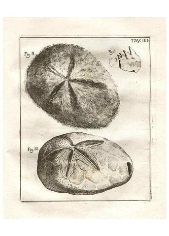 Reproducción/Reproduction 7216146528: De corporibus marinis lapidescentibus quæ defossa reperiuntur /. Romæ, :Ex typographia linguarum oridentalium Angeli Rotilii, et Philippi Bacchelli in ædibus maximorum.,1752.