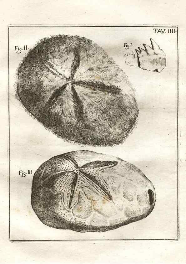 Reproducción/Reproduction 7216146528: De corporibus marinis lapidescentibus quæ defossa reperiuntur /. Romæ, :Ex typographia linguarum oridentalium Angeli Rotilii, et Philippi Bacchelli in ædibus maximorum.,1752.