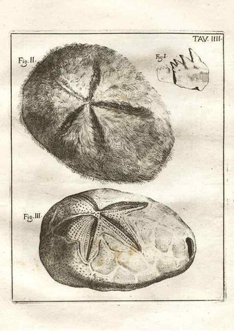 Reproducción/Reproduction 7216146528: De corporibus marinis lapidescentibus quæ defossa reperiuntur /. Romæ, :Ex typographia linguarum oridentalium Angeli Rotilii, et Philippi Bacchelli in ædibus maximorum.,1752.