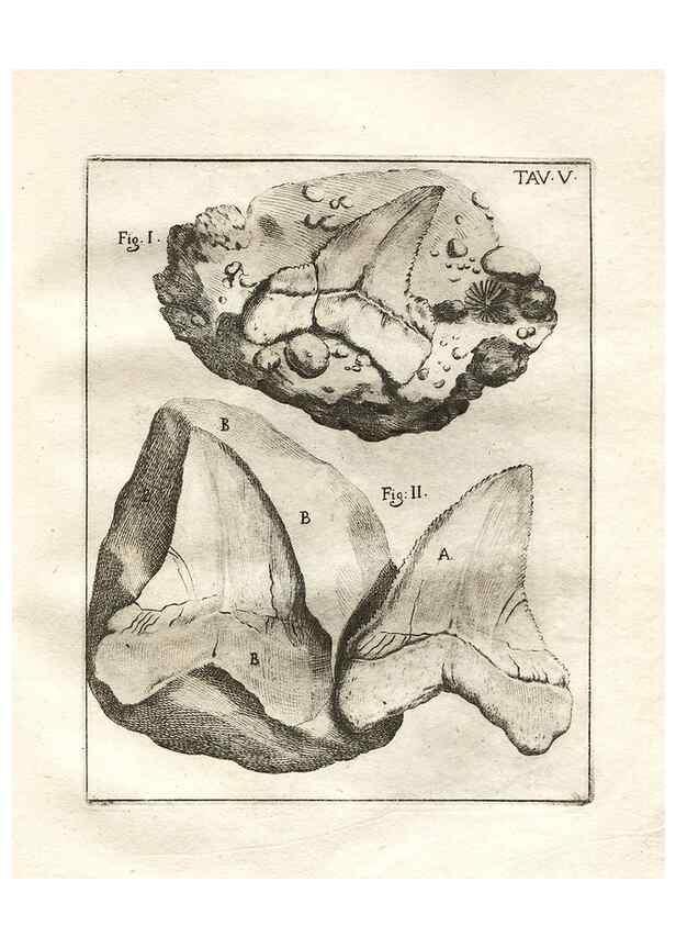 Reproducción/Reproduction 7216147570: De corporibus marinis lapidescentibus quæ defossa reperiuntur /. Romæ, :Ex typographia linguarum oridentalium Angeli Rotilii, et Philippi Bacchelli in ædibus maximorum.,1752.