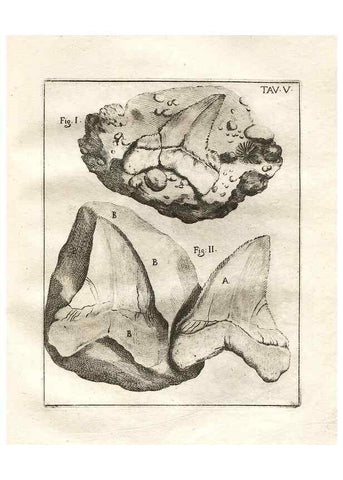Reproducción/Reproduction 7216147570: De corporibus marinis lapidescentibus quæ defossa reperiuntur /. Romæ, :Ex typographia linguarum oridentalium Angeli Rotilii, et Philippi Bacchelli in ædibus maximorum.,1752.