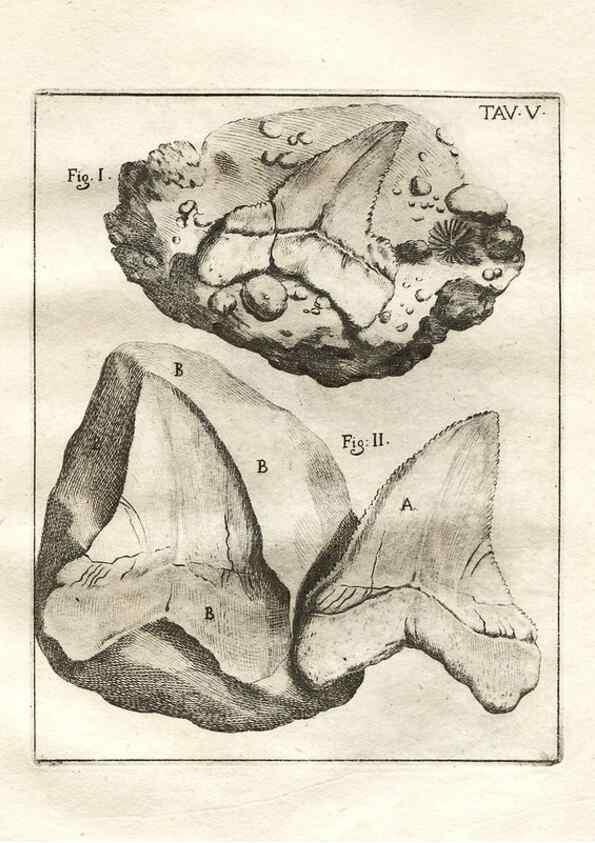 Reproducción/Reproduction 7216147570: De corporibus marinis lapidescentibus quæ defossa reperiuntur /. Romæ, :Ex typographia linguarum oridentalium Angeli Rotilii, et Philippi Bacchelli in ædibus maximorum.,1752.