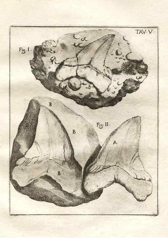 Reproducción/Reproduction 7216147570: De corporibus marinis lapidescentibus quæ defossa reperiuntur /. Romæ, :Ex typographia linguarum oridentalium Angeli Rotilii, et Philippi Bacchelli in ædibus maximorum.,1752.