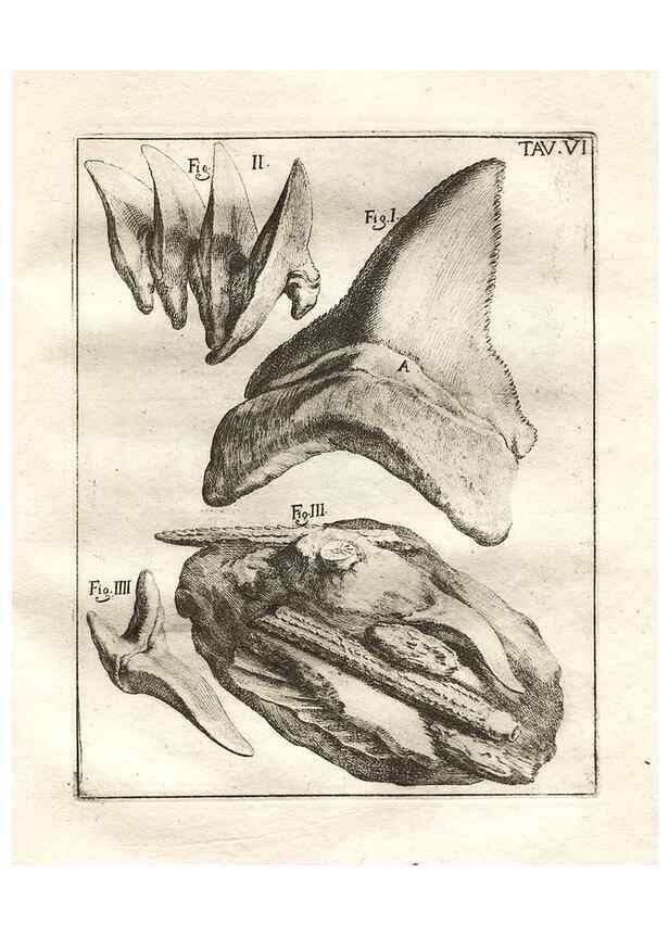 Reproducción/Reproduction 7216149066: De corporibus marinis lapidescentibus quæ defossa reperiuntur /. Romæ, :Ex typographia linguarum oridentalium Angeli Rotilii, et Philippi Bacchelli in ædibus maximorum.,1752.