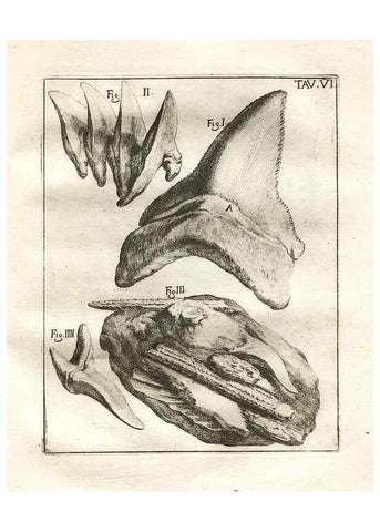 Reproducción/Reproduction 7216149066: De corporibus marinis lapidescentibus quæ defossa reperiuntur /. Romæ, :Ex typographia linguarum oridentalium Angeli Rotilii, et Philippi Bacchelli in ædibus maximorum.,1752.