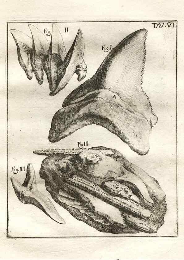Reproducción/Reproduction 7216149066: De corporibus marinis lapidescentibus quæ defossa reperiuntur /. Romæ, :Ex typographia linguarum oridentalium Angeli Rotilii, et Philippi Bacchelli in ædibus maximorum.,1752.