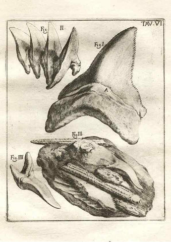 Reproducción/Reproduction 7216149066: De corporibus marinis lapidescentibus quæ defossa reperiuntur /. Romæ, :Ex typographia linguarum oridentalium Angeli Rotilii, et Philippi Bacchelli in ædibus maximorum.,1752.