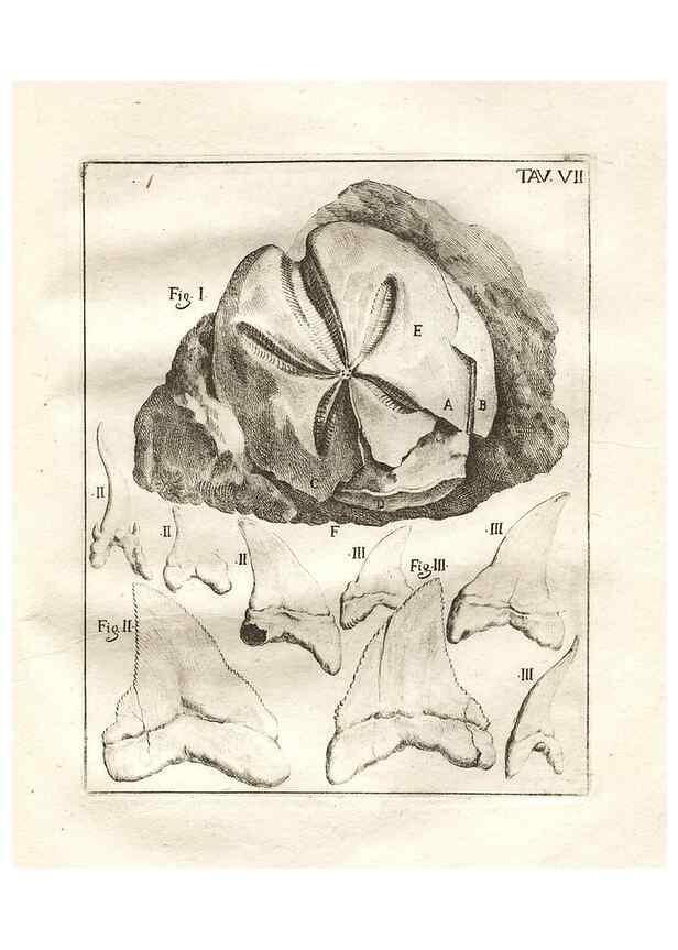 Reproducción/Reproduction 7216150104: De corporibus marinis lapidescentibus quæ defossa reperiuntur /. Romæ, :Ex typographia linguarum oridentalium Angeli Rotilii, et Philippi Bacchelli in ædibus maximorum.,1752.