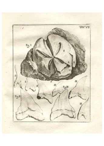 Reproducción/Reproduction 7216150104: De corporibus marinis lapidescentibus quæ defossa reperiuntur /. Romæ, :Ex typographia linguarum oridentalium Angeli Rotilii, et Philippi Bacchelli in ædibus maximorum.,1752.
