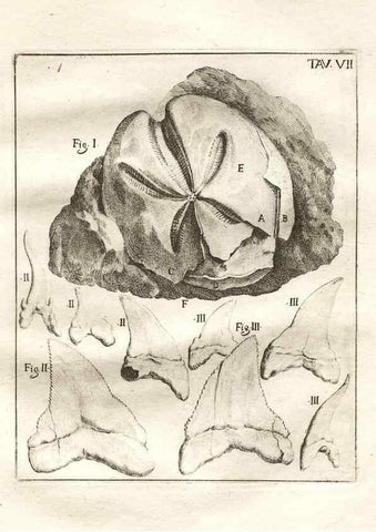 Reproducción/Reproduction 7216150104: De corporibus marinis lapidescentibus quæ defossa reperiuntur /. Romæ, :Ex typographia linguarum oridentalium Angeli Rotilii, et Philippi Bacchelli in ædibus maximorum.,1752.