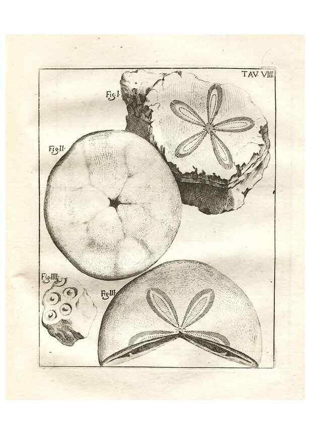 Reproducción/Reproduction 7216151458: De corporibus marinis lapidescentibus quæ defossa reperiuntur /. Romæ, :Ex typographia linguarum oridentalium Angeli Rotilii, et Philippi Bacchelli in ædibus maximorum.,1752.