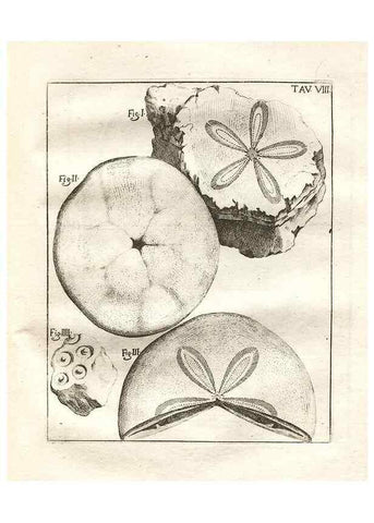 Reproducción/Reproduction 7216151458: De corporibus marinis lapidescentibus quæ defossa reperiuntur /. Romæ, :Ex typographia linguarum oridentalium Angeli Rotilii, et Philippi Bacchelli in ædibus maximorum.,1752.