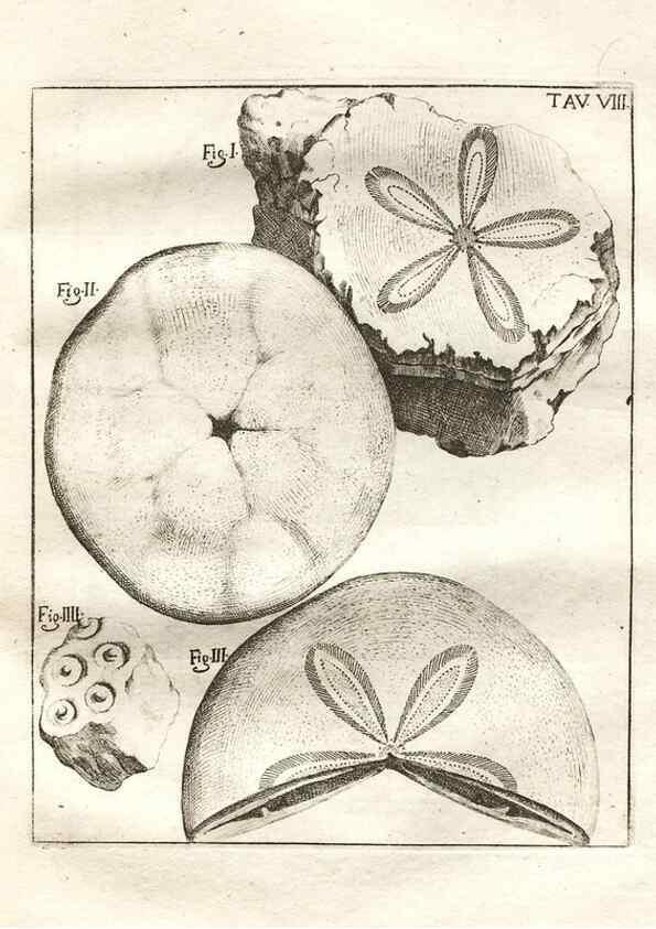 Reproducción/Reproduction 7216151458: De corporibus marinis lapidescentibus quæ defossa reperiuntur /. Romæ, :Ex typographia linguarum oridentalium Angeli Rotilii, et Philippi Bacchelli in ædibus maximorum.,1752.