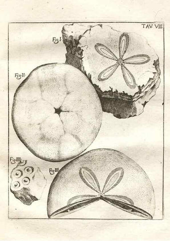 Reproducción/Reproduction 7216151458: De corporibus marinis lapidescentibus quæ defossa reperiuntur /. Romæ, :Ex typographia linguarum oridentalium Angeli Rotilii, et Philippi Bacchelli in ædibus maximorum.,1752.