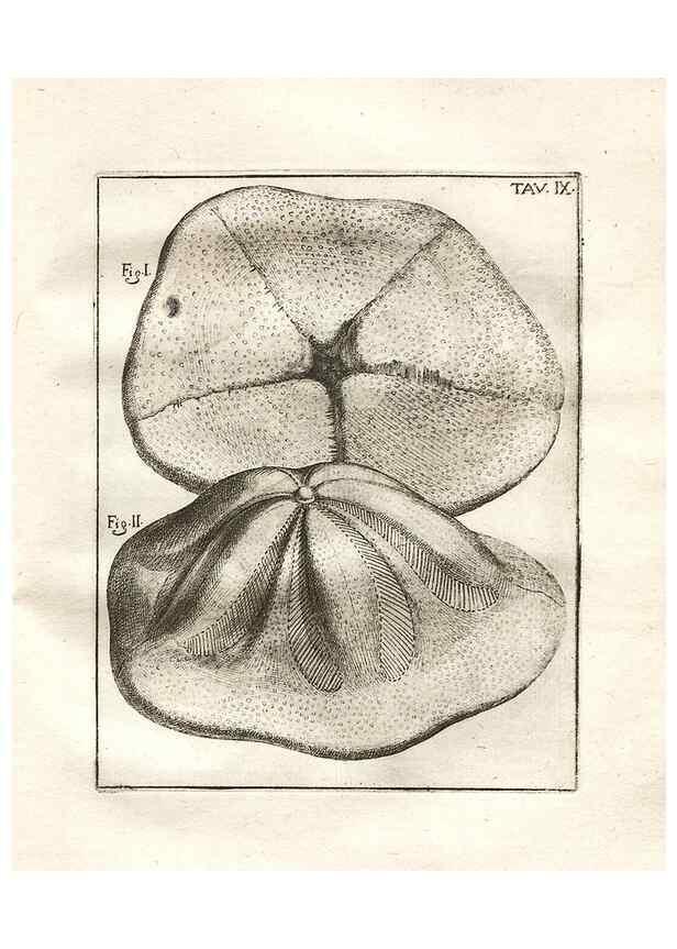 Reproducción/Reproduction 7216152524: De corporibus marinis lapidescentibus quæ defossa reperiuntur /. Romæ, :Ex typographia linguarum oridentalium Angeli Rotilii, et Philippi Bacchelli in ædibus maximorum.,1752.