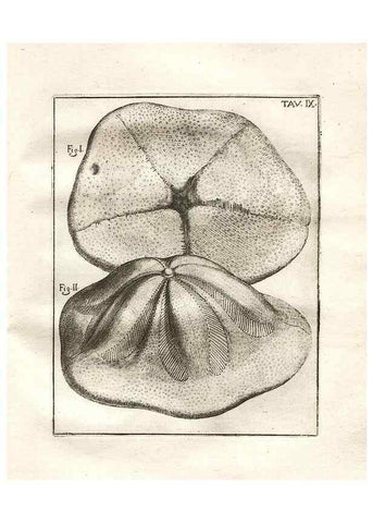 Reproducción/Reproduction 7216152524: De corporibus marinis lapidescentibus quæ defossa reperiuntur /. Romæ, :Ex typographia linguarum oridentalium Angeli Rotilii, et Philippi Bacchelli in ædibus maximorum.,1752.