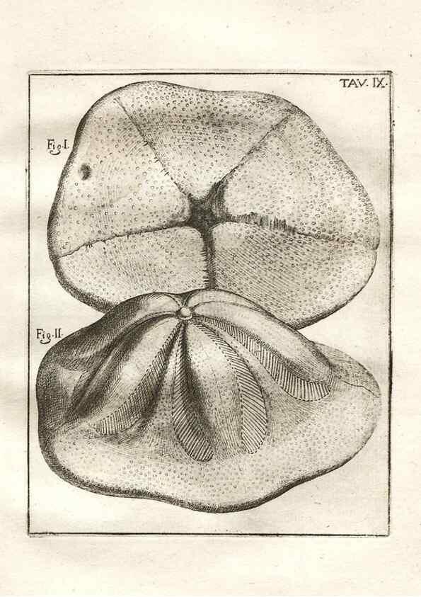 Reproducción/Reproduction 7216152524: De corporibus marinis lapidescentibus quæ defossa reperiuntur /. Romæ, :Ex typographia linguarum oridentalium Angeli Rotilii, et Philippi Bacchelli in ædibus maximorum.,1752.