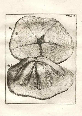 Reproducción/Reproduction 7216152524: De corporibus marinis lapidescentibus quæ defossa reperiuntur /. Romæ, :Ex typographia linguarum oridentalium Angeli Rotilii, et Philippi Bacchelli in ædibus maximorum.,1752.
