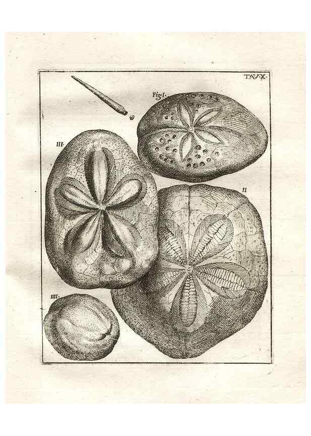 Reproducción/Reproduction 7216153404: De corporibus marinis lapidescentibus quæ defossa reperiuntur /. Romæ, :Ex typographia linguarum oridentalium Angeli Rotilii, et Philippi Bacchelli in ædibus maximorum.,1752.