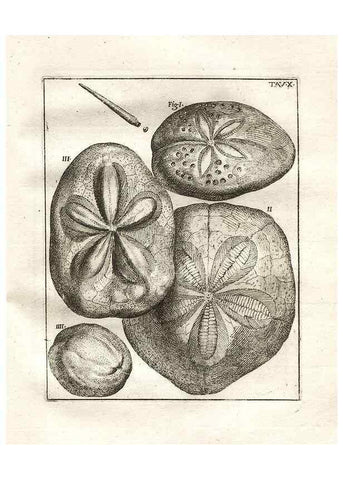 Reproducción/Reproduction 7216153404: De corporibus marinis lapidescentibus quæ defossa reperiuntur /. Romæ, :Ex typographia linguarum oridentalium Angeli Rotilii, et Philippi Bacchelli in ædibus maximorum.,1752.