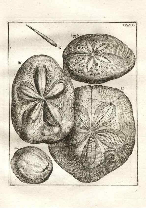 Reproducción/Reproduction 7216153404: De corporibus marinis lapidescentibus quæ defossa reperiuntur /. Romæ, :Ex typographia linguarum oridentalium Angeli Rotilii, et Philippi Bacchelli in ædibus maximorum.,1752.