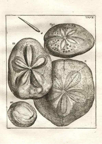 Reproducción/Reproduction 7216153404: De corporibus marinis lapidescentibus quæ defossa reperiuntur /. Romæ, :Ex typographia linguarum oridentalium Angeli Rotilii, et Philippi Bacchelli in ædibus maximorum.,1752.