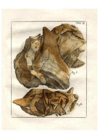 Reproducción/Reproduction 7216145180: De corporibus marinis lapidescentibus quæ defossa reperiuntur /. Romæ, :Ex typographia linguarum oridentalium Angeli Rotilii, et Philippi Bacchelli in ædibus maximorum.,1752.