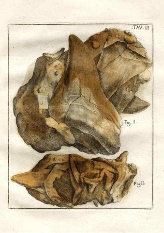 Reproducción/Reproduction 7216145180: De corporibus marinis lapidescentibus quæ defossa reperiuntur /. Romæ, :Ex typographia linguarum oridentalium Angeli Rotilii, et Philippi Bacchelli in ædibus maximorum.,1752.