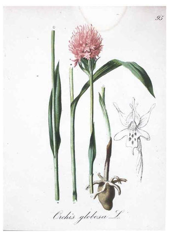 Reproducción/Reproduction 7216046326: Die Alpenpflanzen nach der Natur gemalt /. Prag :F. Tempsky,1879-1884.