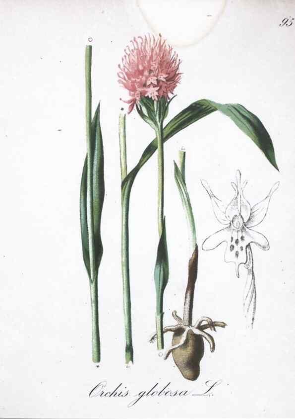 Reproducción/Reproduction 7216046326: Die Alpenpflanzen nach der Natur gemalt /. Prag :F. Tempsky,1879-1884.