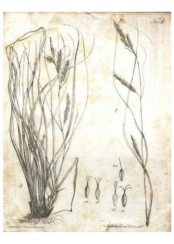 Reproducción/Reproduction 7216329060: Flora Azorica :. Bonnae :Apud A. Marcum,1844.