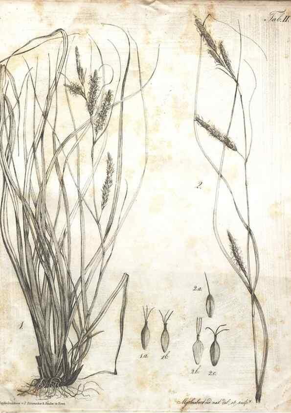 Reproducción/Reproduction 7216329060: Flora Azorica :. Bonnae :Apud A. Marcum,1844.