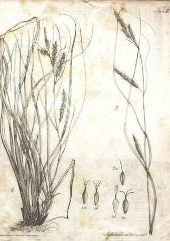 Reproducción/Reproduction 7216329060: Flora Azorica :. Bonnae :Apud A. Marcum,1844.