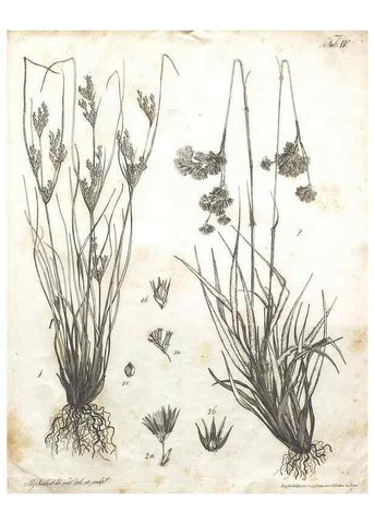 Reproducción/Reproduction 7216335074: Flora Azorica :. Bonnae :Apud A. Marcum,1844.