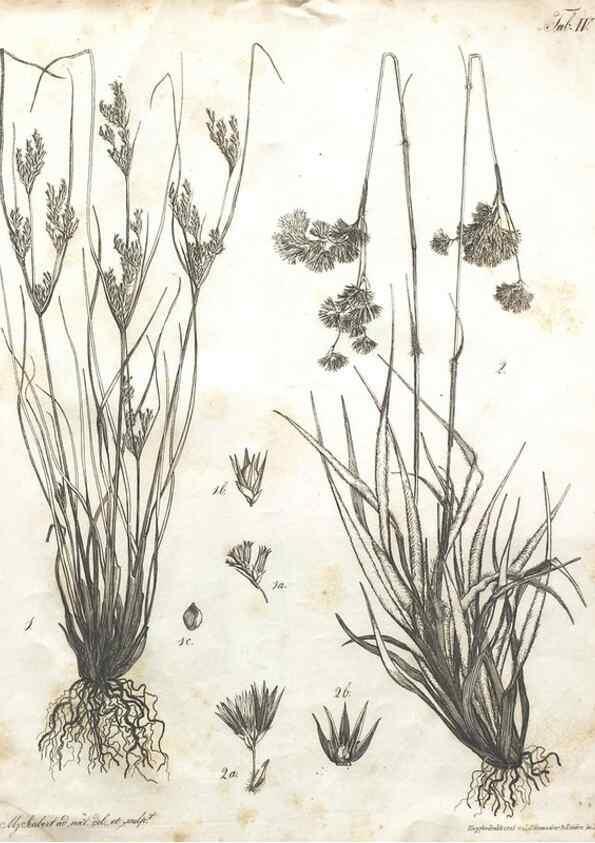 Reproducción/Reproduction 7216335074: Flora Azorica :. Bonnae :Apud A. Marcum,1844.