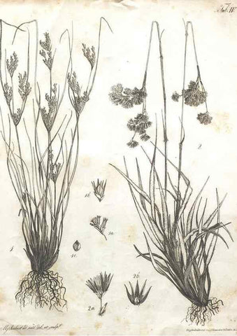 Reproducción/Reproduction 7216335074: Flora Azorica :. Bonnae :Apud A. Marcum,1844.