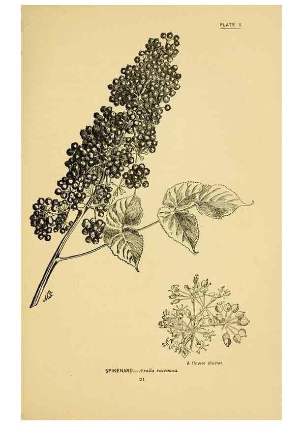 Reproducción/Reproduction 7248307444: How to know the wild flowers :. New York :Scribner's,1893.