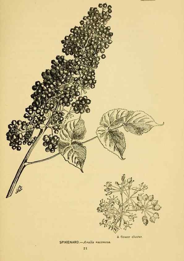 Reproducción/Reproduction 7248307444: How to know the wild flowers :. New York :Scribner's,1893.