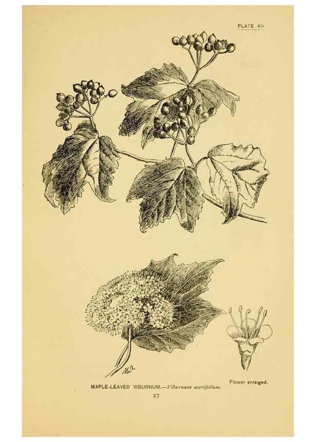 Reproducción/Reproduction 7248308842: How to know the wild flowers :. New York :Scribner's,1893.