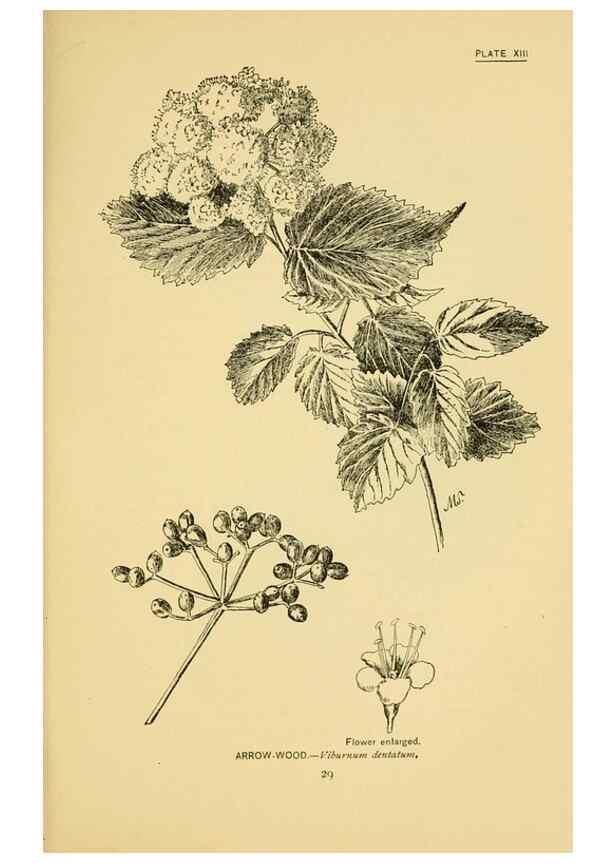 Reproducción/Reproduction 7248309358: How to know the wild flowers :. New York :Scribner's,1893.