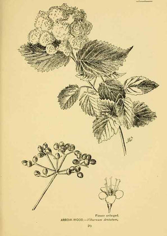 Reproducción/Reproduction 7248309358: How to know the wild flowers :. New York :Scribner's,1893.
