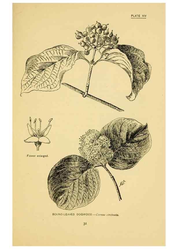 Reproducción/Reproduction 7248309940: How to know the wild flowers :. New York :Scribner's,1893.