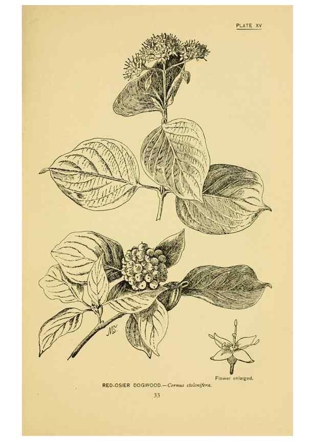 Reproducción/Reproduction 7248310532: How to know the wild flowers :. New York :Scribner's,1893.