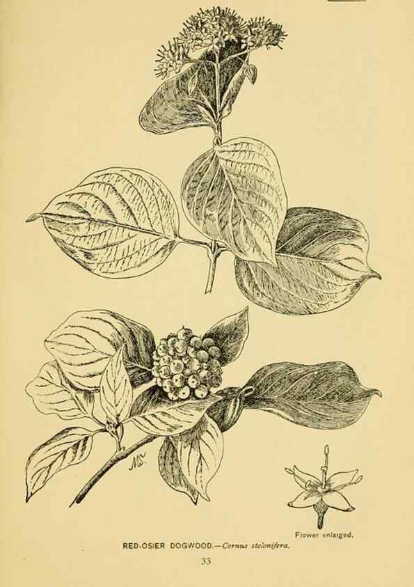 Reproducción/Reproduction 7248310532: How to know the wild flowers :. New York :Scribner's,1893.