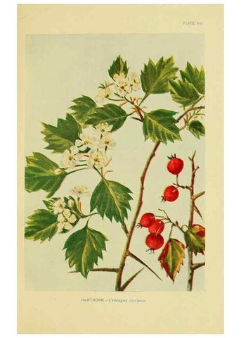 Reproducción/Reproduction 7248311036: How to know the wild flowers :. New York :Scribner's,1893.